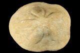 Miocene Fossil Echinoid (Clypeaster) - Taza, Morocco #174368-1